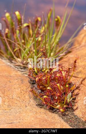 La pianta carnivora Drosera capensis in habitat naturale nei monti Cederberg nel capo occidentale del Sud Africa Foto Stock