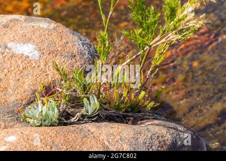 Drosera capensis che cresce tra alcune rocce nel Cederberg, capo occidentale del Sud Africa Foto Stock