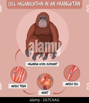 Diagramma che mostra l'organizzazione della cella in un'illustrazione di orangutan Illustrazione Vettoriale