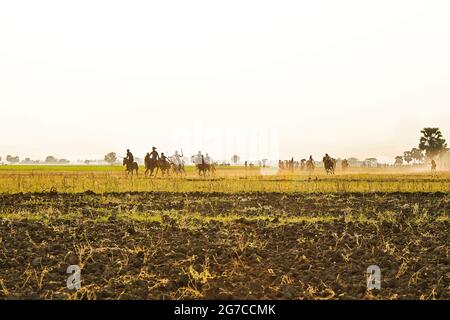 La corsa di cavalli, o ‘Ghora Dabor, è un evento sportivo tradizionale che si svolge su strada fangosa o su campo aperto, subito dopo la raccolta in inverno. Foto Stock