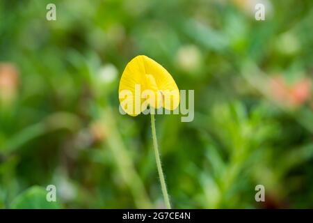 Arachis pinto o arachis pinto, fiore giallo su sfondo natura sfocato con fuoco selectived wiht bokeh Backgorund Foto Stock