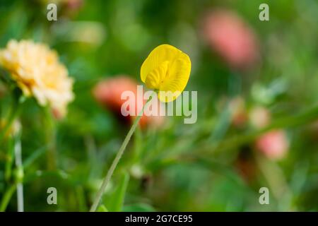 Arachis pinto o arachis pinto, fiore giallo su sfondo natura sfocato con fuoco selectived wiht bokeh Backgorund Foto Stock