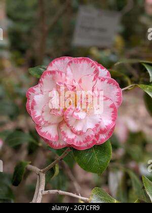 Primo piano di un bellissimo fiore rosa Camelia bianco nel giardino botanico di Colonia, Germania, Europa. Foto Stock