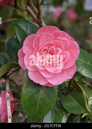 Primo piano di un bellissimo fiore rosa Camelia nel giardino botanico di Colonia, Germania. Foto Stock