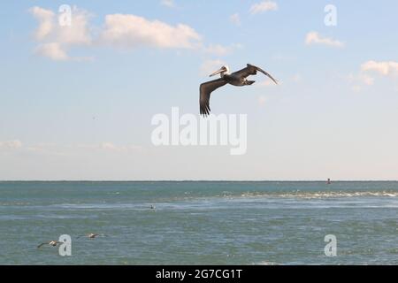 Un Pelican marrone (Pelicanus occidentalis) vola sul mare vicino a Clearwater, Florida, USA Foto Stock