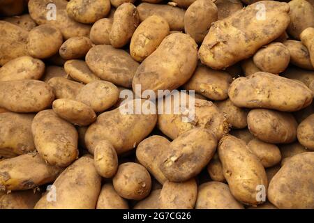 Un primo piano di patate biologiche appena raccolte in esposizione sul mercato può essere utilizzato come immagine di sfondo Foto Stock