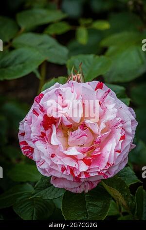 Rosa Scentimental Floribunda Rosa che cresce in un giardino. Foto Stock