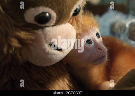 Un piccolo lutung (langur Javan orientale) che tiene una bambola primata. La bambola è posizionata intorno al langur del bambino per ridurre il relativo livello di sforzo durante un trattamento alla struttura veterinaria gestita dallo zoo di Bali a Gianyar, Bali, Indonesia. Foto Stock