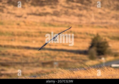 Un breve Ear Owl vola basso su praterie dorate all'ora d'oro Foto Stock