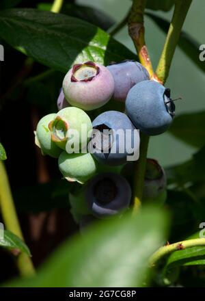 Cespuglio di mirtillo pieno di frutta di maturazione, pianta come crescere in suolo acido, primo piano su un colpo di sole in fuoco selettivo verticale per aiutare lo spazio di copia a. Foto Stock