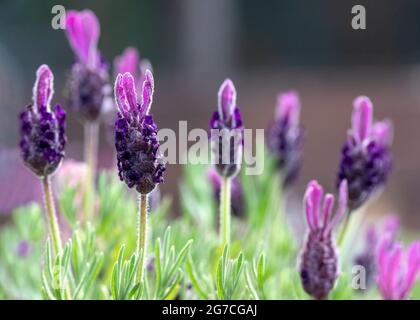 Lavandula stoechas, fuoco selettivo su un singolo fiore di lavanda con altri fiori sullo sfondo, sfondo di botanica shot per la copia spazio Foto Stock