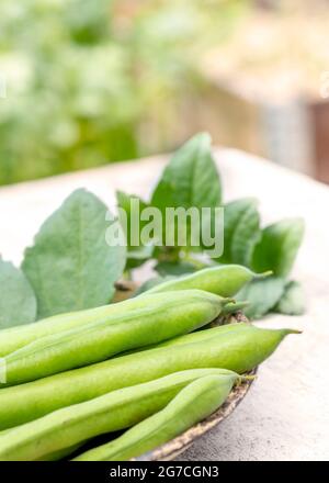 fagioli larghi vicia faba appena raccolto casa cresciuta su un'assegnazione, giardino o piccolo tenendo sfocato sfondo selettivo di copia spazio sopra Foto Stock