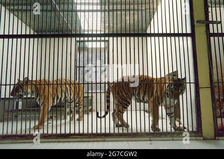 Tigri di Sumatran presso la struttura veterinaria gestita dallo zoo di Bali a Gianyar, Bali, Indonesia. Foto Stock