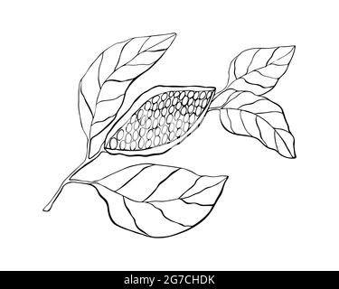 Pianta di cacao con frutta e foglie, disegno a mano, doodling, profilo nero, isolato su sfondo bianco. Illustrazione vettoriale Illustrazione Vettoriale