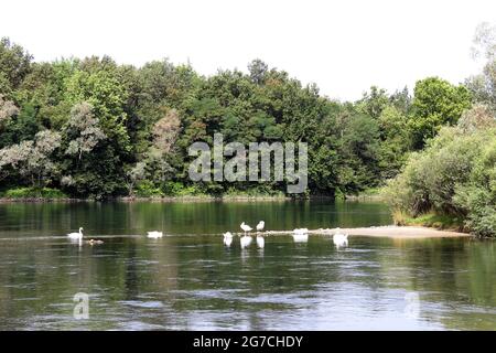 Il fiume scorre lentamente sopra la natura selvaggia, la vita di splendidi animali le Swan Foto Stock