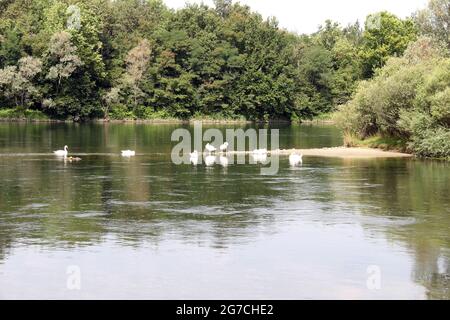 Il fiume scorre lentamente sopra la natura selvaggia, la vita di splendidi animali le Swan Foto Stock