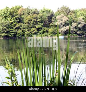 Il fiume scorre lentamente sulla natura selvaggia Foto Stock