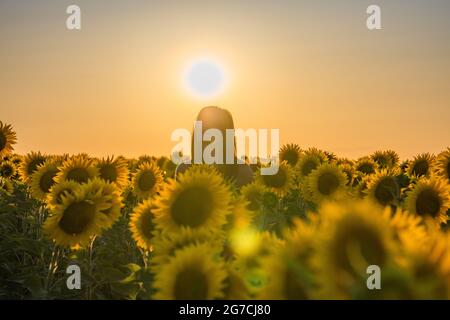 Bella Donna in campo di girasole Foto Stock