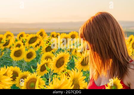 Goditi il tramonto a Sunflower Field Foto Stock