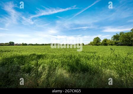 Paesaggio rurale con campi di grano verde in primavera, pianura Padana o valle del po (Pianura Padana). Provincia di Mantova, Lombardia, Italia, Europa. Foto Stock