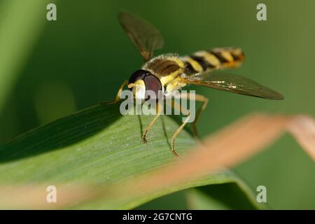 Hoverfly lungo maschio (Scripta di Sphaerophoria) su una foglia Foto Stock