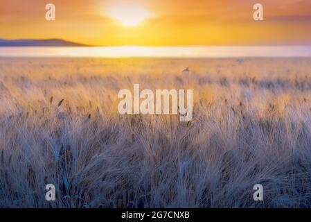 Closeup di orecchie d'orzo mature con lunghe barba fuzzy in un campo durante il tramonto Foto Stock