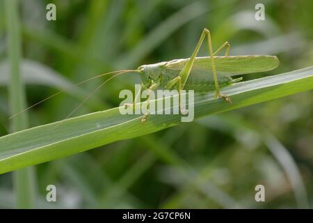 Grande macchia verde-cricket (Tettigonia viridissima) Foto Stock