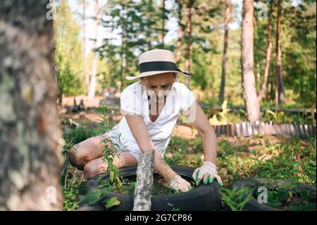 Anziana donna anziana agricoltore bianco t-shirt, cappello di paglia, guanti che lavorano all'esterno tira fuori erbacce in campagna verde giardino primavera, pulisce terra erbacce. Agricoltura, concetto di anziani pensionati Foto Stock