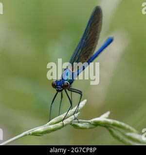 Maschio immaturo Beautiful demoiselle (Calopteryx virgo) Foto Stock