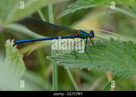 Maschio immaturo Beautiful demoiselle (Calopteryx virgo) Foto Stock