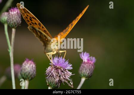 Il Fritillary (Argynnis pafia) lavato con argento su un fiore di Thistle Foto Stock