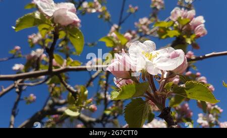 Primo piano di fiori di ciliegio sul ramo con foglie in primavera Foto Stock