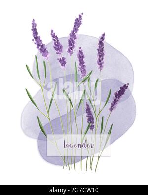 Sfondo acquerello con lavanda. Disegnato a mano. Per il tuo progetto. Foto Stock