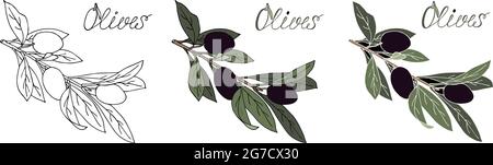 Ramo di olive con olive, contorno, colore, stilizzato, fatto a mano. Per il tuo progetto. Illustrazione Vettoriale