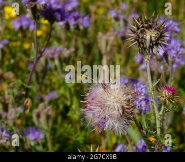 Primo piano di baccelli di semi di cardo in campo di fiori selvatici con sfondo sfocato. Foto Stock