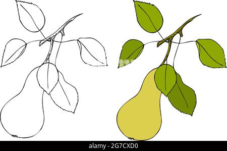 Disegno di contorno di pera doodling e colorato, isolato. Illustrazione vettoriale Illustrazione Vettoriale