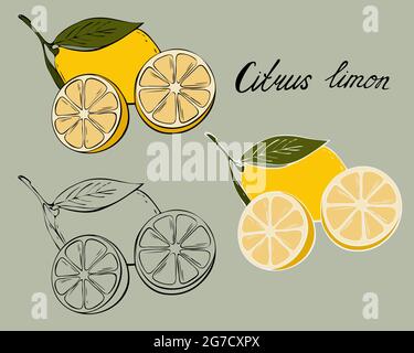 Raccolta di frutti di limone freschi di illustrazioni vettoriali isolato,disegno a mano,contorno. Per il tuo progetto. Illustrazione Vettoriale
