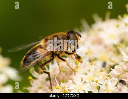 Eristalis tenax, comune drone volare, hoverfly, sul prezzemolo di vacca in un prato britannico Foto Stock