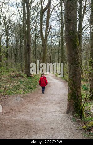 Una singola camminatrice femminile che cammina su una pista attraverso il bosco vicino Swinsty Reservoir nella Washburn Valley, North Yorkshire Foto Stock