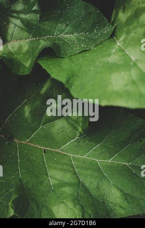 Foglie di Burdock verde lussureggiante (Arctium) con sfondo scuro quasi nero. Primo piano, vista dall'alto. Messa a fuoco morbida. Foto Stock