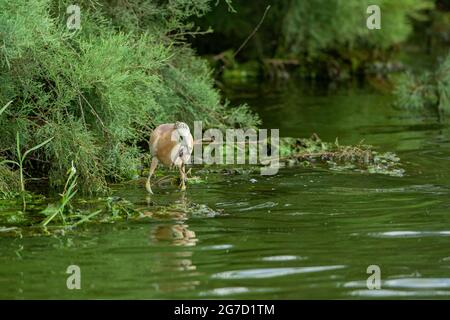 squacco Heron (Ardeola ralloides). Caccia con una rana preda nel suo conto. Questo piccolo airone si nutre principalmente di insetti, ma anche di uccelli, pesci e rana Foto Stock