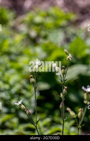 Silene latifolia nella foresta Foto Stock