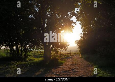 Vigna estiva dietro gli alberi a sud Moravia, Repubblica Ceca Foto Stock