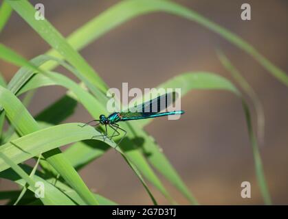 Un maschio a fasce demoiselle (Calopteryx splendens) damselfly perching su una lama di erba accanto a un ruscello. Foto Stock