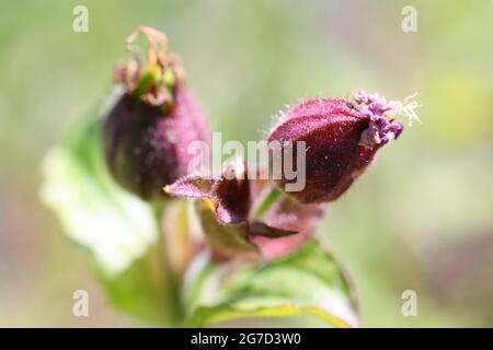 Macro primo piano di boccioli di fiori di Campion Rosso (Silene dioica) sotto il sole. Messa a fuoco selettiva sul gemma destro. Breve profondità di campo. Foto Stock