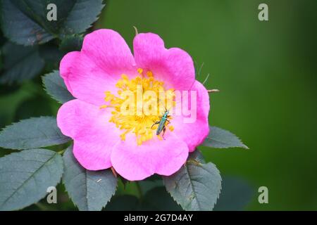 Primo piano di un coleottero maschio a zampe spesse (Oedemera nobilis) noto anche come falso olio o coleottero gonfio, su un fiore comune Briar. Foto Stock