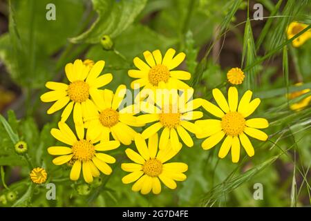 Oxford Ragwort, (Senecio squalidus,) nel mese di maggio. Foto Stock