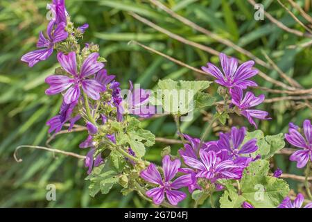 Malva comune, (Malva sylvestris,) nel mese di giugno. Foto Stock