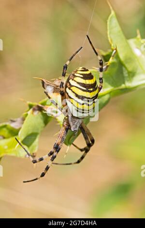 Femmina Wasp Spider, ((Argiope bruennichi.) Foto Stock