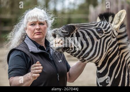 Brabrara Marquez, capo degli ungulati al 'Amazing Animals with Zebras comparso in molti spot pubblicitari tra cui ‘Investec’, Chipping Norton, UK Foto Stock